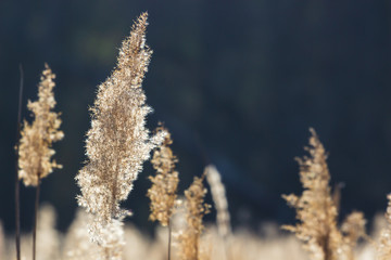 dry cane at sunset nature background