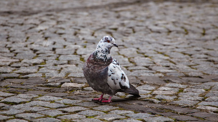 the lonely dove in the park looks at us