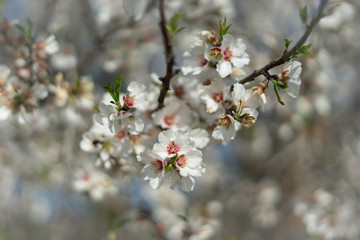 Flowers in spring time on an almond tree