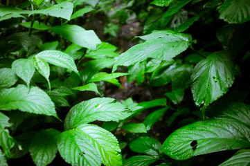 green leaves in the garden