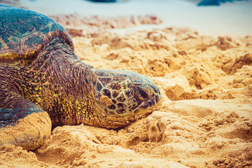 Obraz premium A close up of a Hawaiian Green sea turtle lounging in the sand on Laniakea Beach.