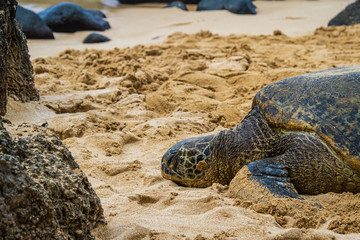 A close up of a Hawaiian Green sea turtle lounging in the sand on Laniakea Beach.