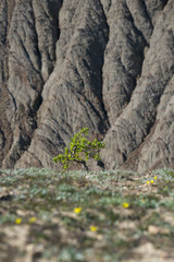 A lone green tree with a badlands background, selective focus