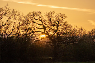 Afternoon walk in the local park