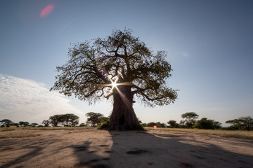 African Baobab tree with the star sun