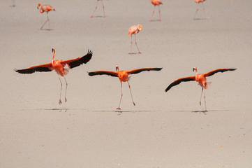 Three flamingos (Phoenicopterus ruber) landing side by side, wings extended.