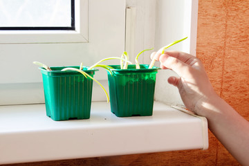 Green onion pots on the windowsill. Children's pen touches green onions in a glass on the window