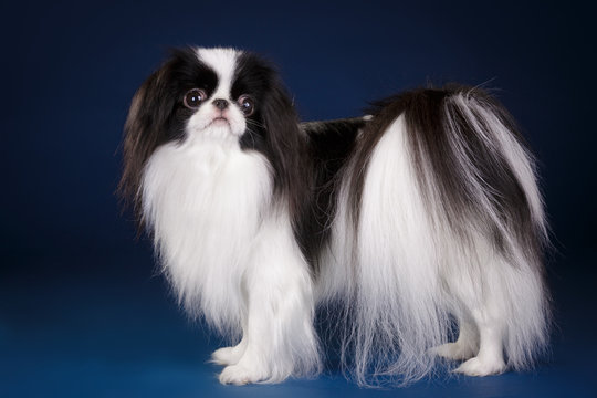 japanese chin little decorative dog studio photo