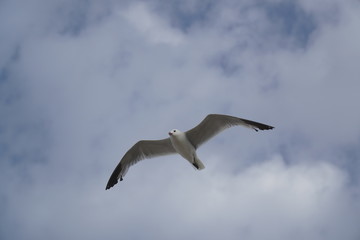 seagull in flight