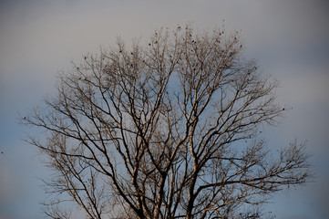 The top of a large leafless tree in early spring. Many birds are sitting on the branches. Against a gray and blue sky with thick clouds. Early spring, migratory birds.