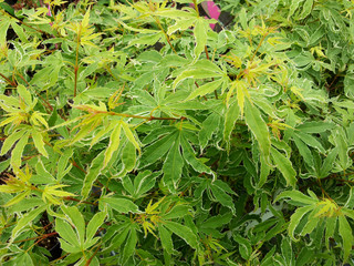 Acer palmatum 'Butterfly'