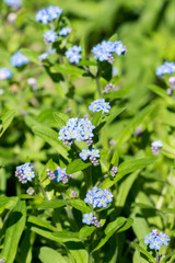 Forget-me-not (Myosotis spec.) flowers