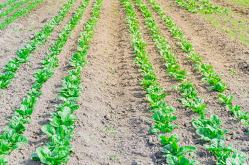Fototapeta na wymiar Long row of young lettuce plants cultivated on hills in Kent, Washington, USA
