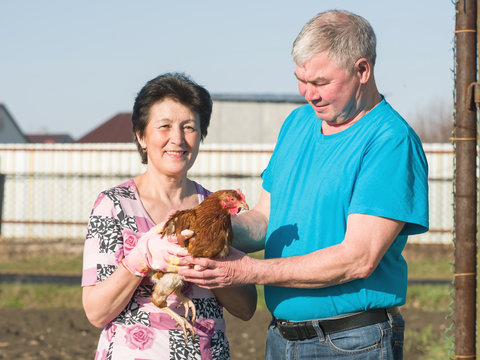 rural elderly woman and man hold chicken in the garden, agriculture concept