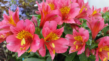Alstroemeria 'Little Miss Roselind'