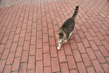 Fat Gray-white cat walks on the sidewalk. Homeless cat.