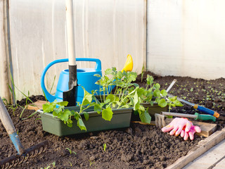 Green tomato and pepper seedlings in a container. Greenhouse. Transplanting seedlings in spring