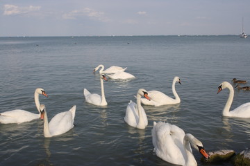 A swan swimming in a body of water