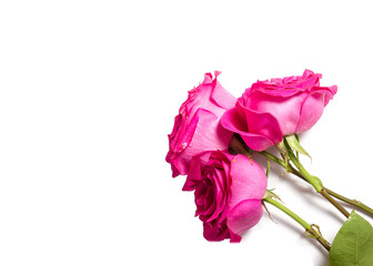 three fresh pink rose flowers on a white background