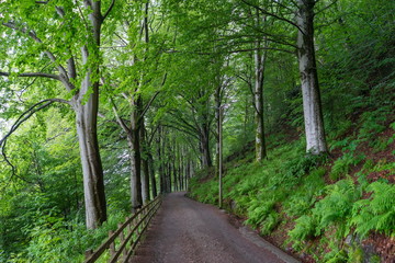 Fototapeta premium Niesamowity widok na krajobraz przyrody północnego lasu skandynawskiego we mgle
