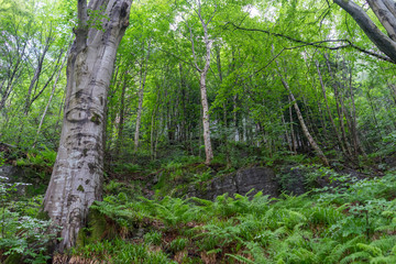 Obraz premium Amazing nature landscape view of north scandinavian forest in the fog
