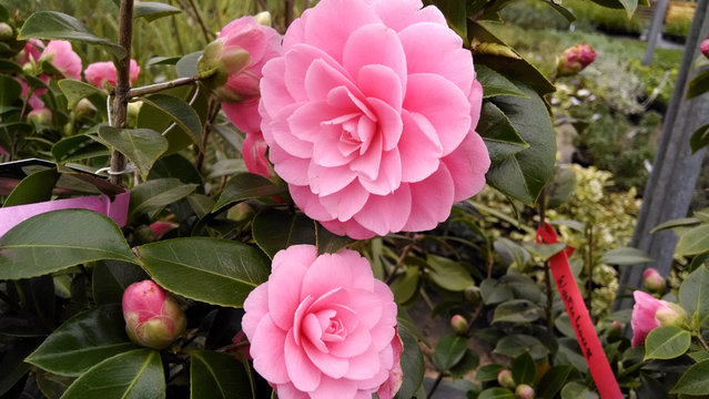 Camellia 'Waterhouse'