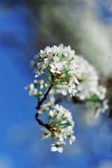 Pear in bloom during coronavirus