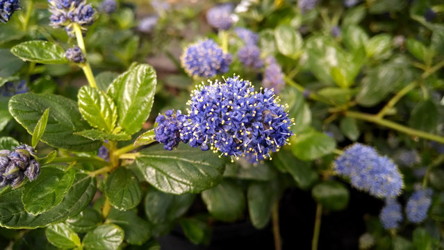 Ceanothus griseus 'Yankee Point'