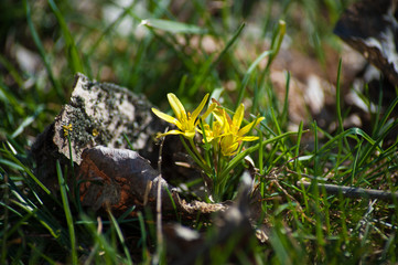 The first yellow flowers in the spring forest