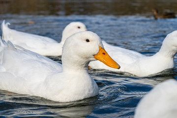 Large white heavy American Aylesbury peking pekin ducks water level close up view. Donald Duck look a-likes