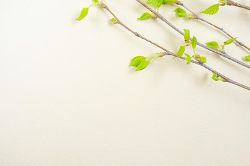 Branches with freshly blossomed leaves on a light pastel background. Spring concept. Minimalism, flat lay, top view, copyspace.
