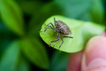 Insect on Leaf Macro Shot Hand Holding Leaf Bug