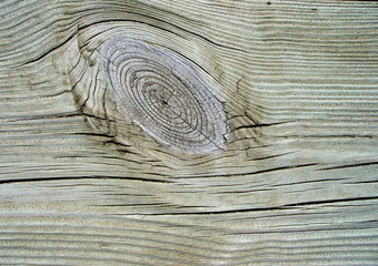 Wood knot in white bleached plank