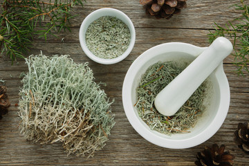 Healthy natural medicines of moss, lichen and juniper. Herbal medicine.