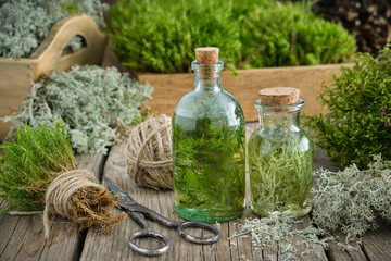 Healthy infusion or potion bottles, wooden boxes of healthy common haircap moss and lichen, moss on wooden table. Herbal medicine.