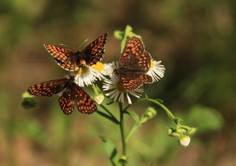 Three brown butterflies on white flowers
