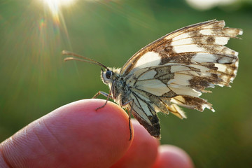 Nahansicht eines Schachbrettfalters