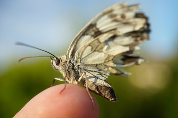 Nahansicht eines Schachbrettfalters