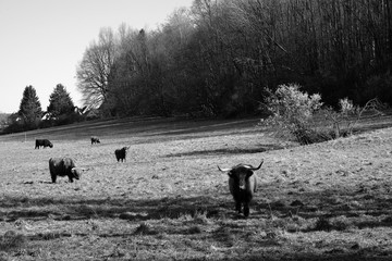 Schottisches Hochlandrind mit langen Hörnern auf einer Weide im Sonnenschein am Teutoburger Wald...