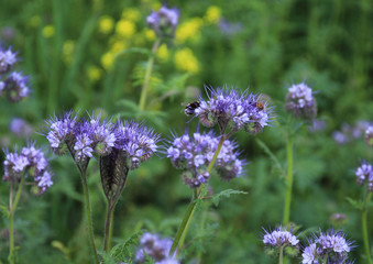 Bees and bumblebees pollinate phacelia flowers. purple phacelia flower with bees and bumblebees