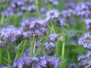 Bees and bumblebees pollinate phacelia flowers. purple phacelia flower with bees and bumblebees