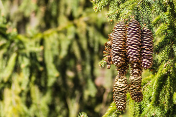 A bunch of cones on branches of evergreen trees 