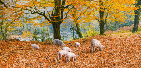 the family of little piglets and adult pigs graze in the village forest orange fall leaves looking...