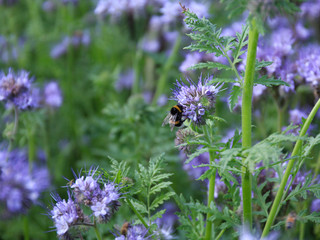Bees and bumblebees pollinate phacelia flowers. purple phacelia flower with bees and bumblebees