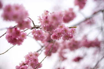 桜