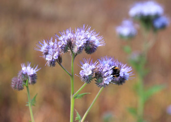 Bees and bumblebees pollinate phacelia flowers. purple phacelia flower with bees and bumblebees