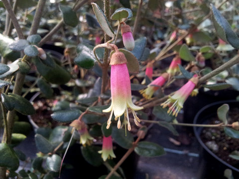 Correa 'Marian's Marvel'