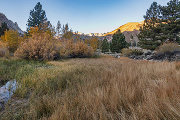 grassy bank of shoreline with colorful aspen and pine