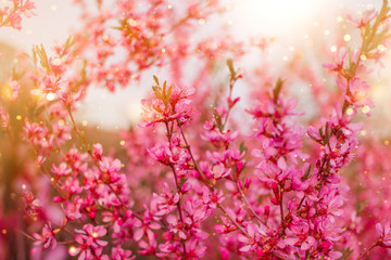 pink blooming twigs in the sunlight. beautiful spring macro