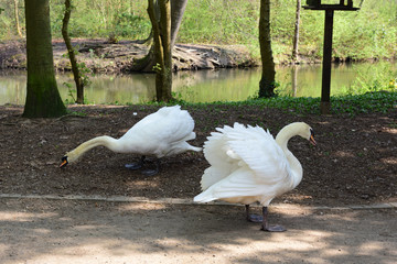 höckerschwan